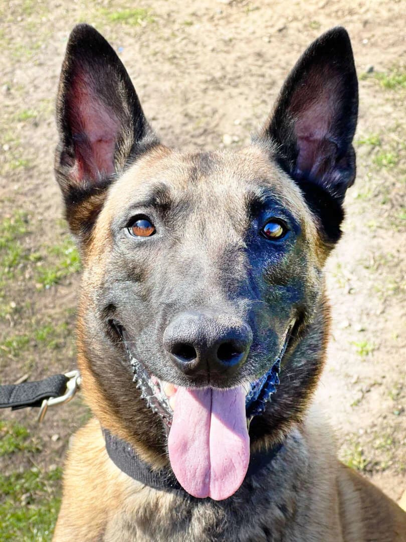 Nacho, male 5yo Belgian Malinois for adoption at Tierheim Berlin Falkenberg, Berlin