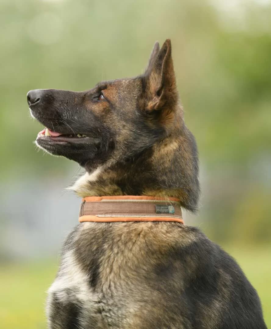 Bianca, female 4yo German Shepherd for adoption at Tierheim Berlin Falkenberg, Berlin