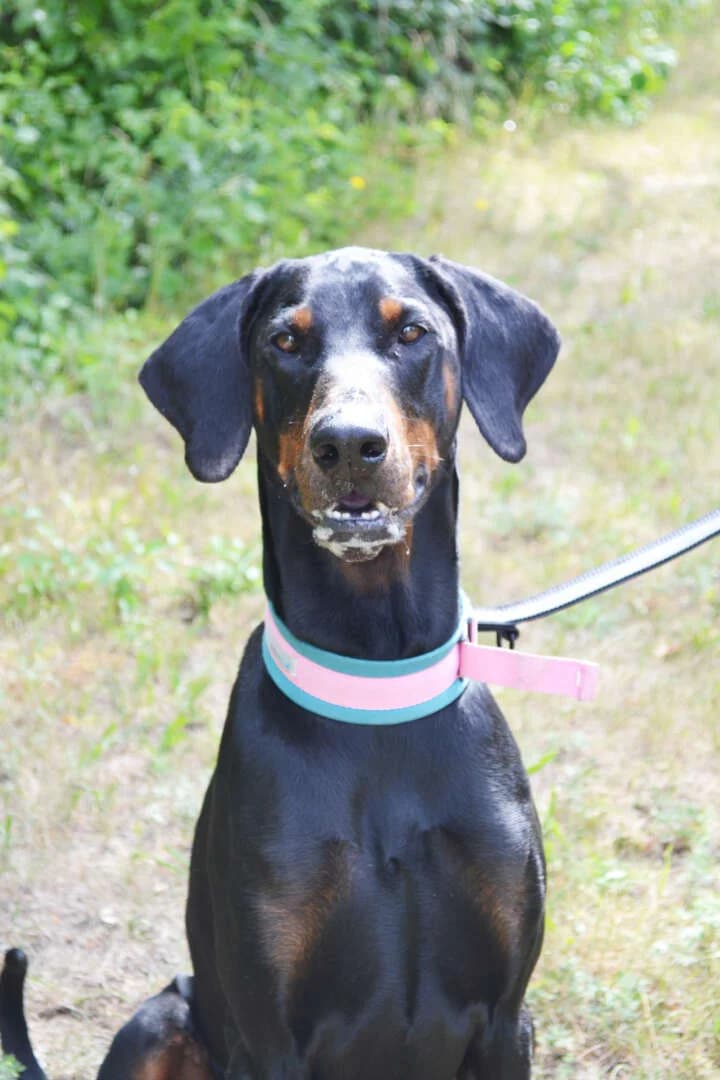 Cobi, male Doberman for adoption at Tierheim Berlin Falkenberg, Berlin