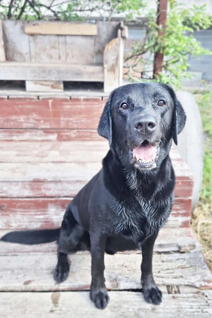 Balu, male 3yo Labrador Retriever for adoption at Tierheim Berlin Falkenberg, Berlin