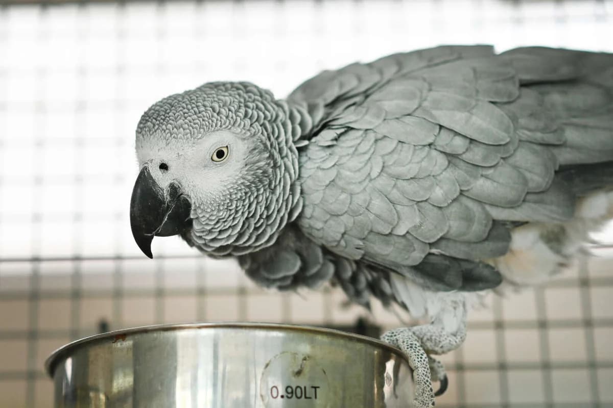 Happy, female mixed breed for adoption at Tierheim Berlin Falkenberg, Berlin