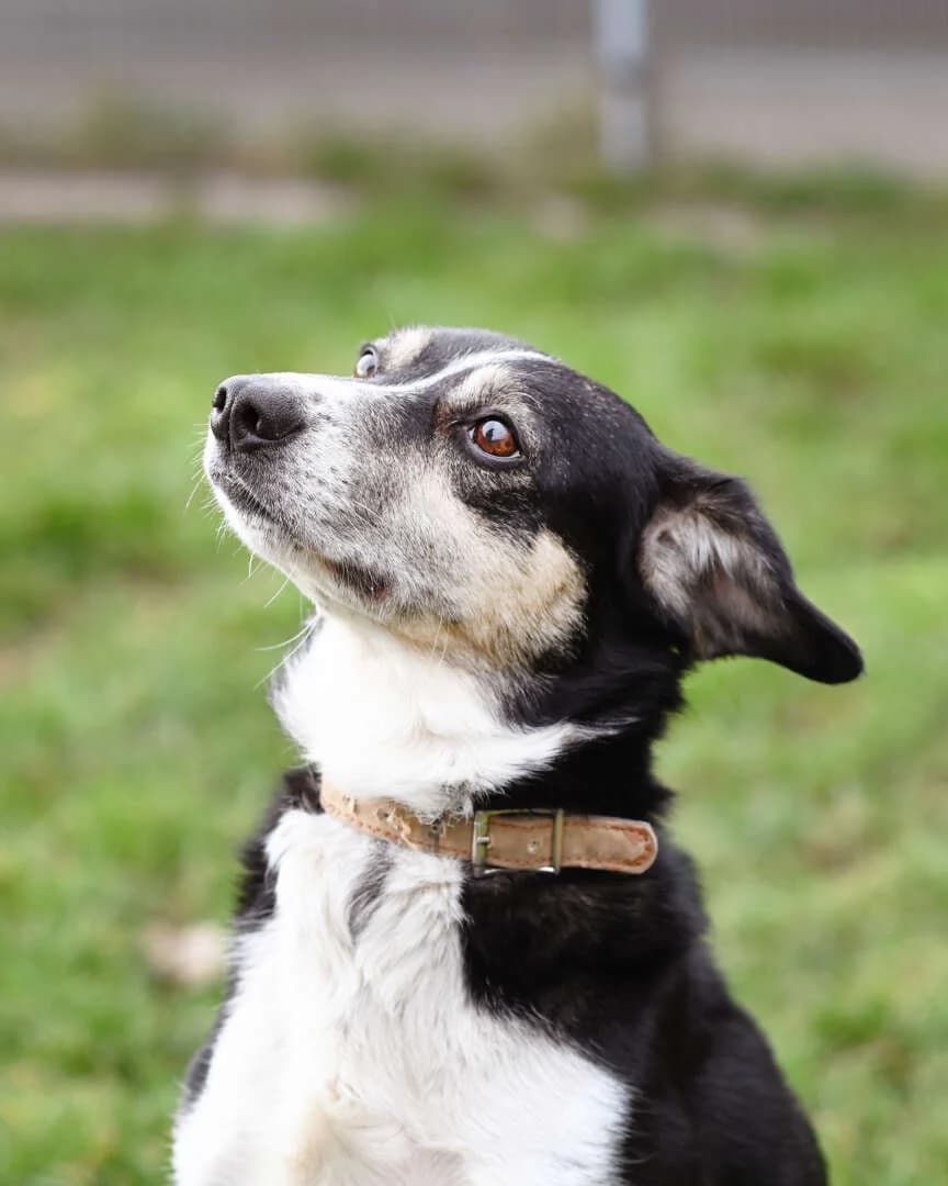 Filly, female senior Collie for adoption at Tierheim Berlin Falkenberg, Berlin