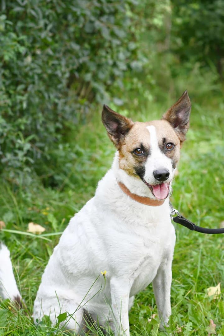 Rex, male 5yo Jack Russell Terrier for adoption at Tierheim Berlin Falkenberg, Berlin