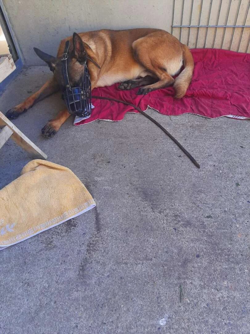 Lio, Belgian Malinois (Tierheim Berlin Falkenberg)