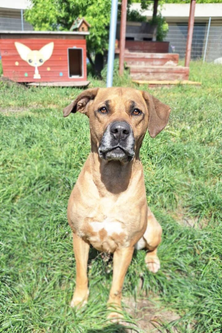 Leni, female 5yo Rhodesian Ridgeback for adoption at Tierheim Berlin Falkenberg, Berlin