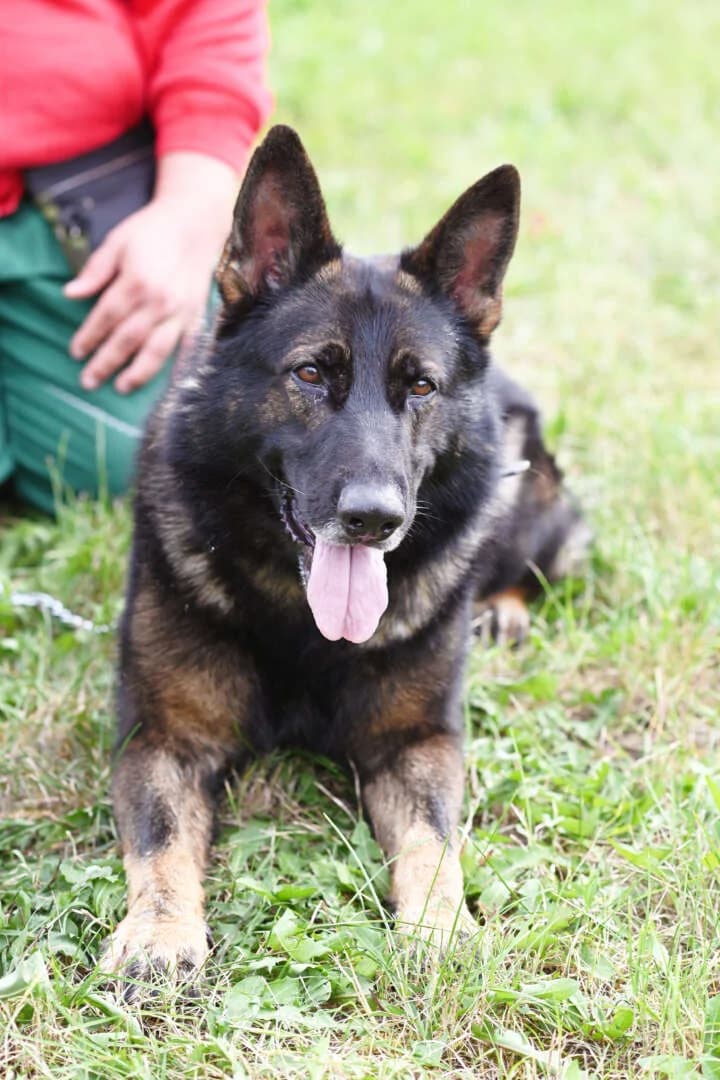 Sammy, male 5yo German Shepherd for adoption at Tierheim Berlin Falkenberg, Berlin