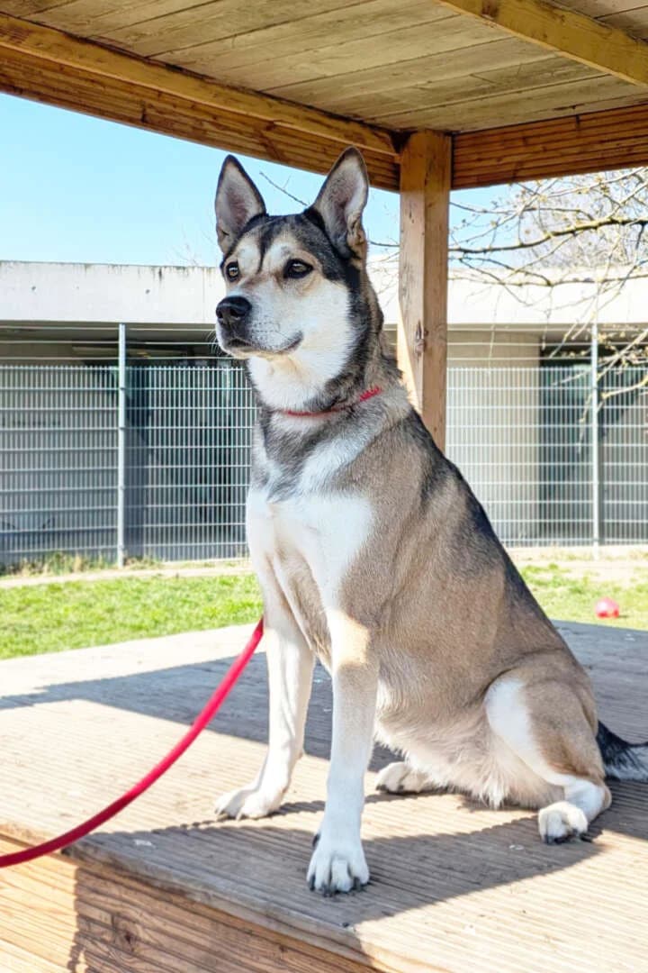 Shila, female 7yo Husky for adoption at Tierheim Berlin Falkenberg, Berlin