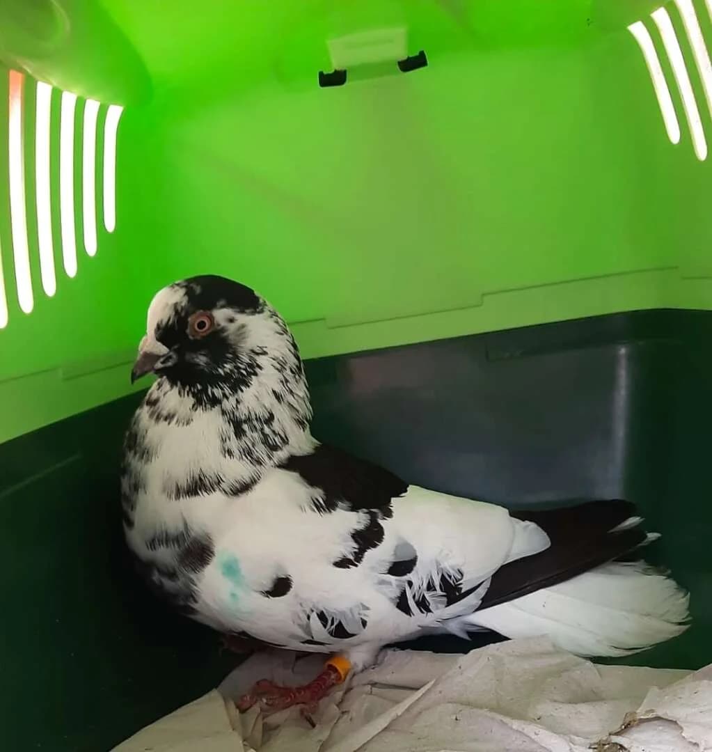 Johann von Knupperhausen