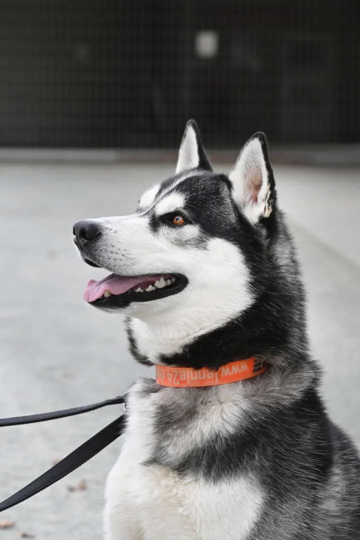 Kolja, male 4yo Husky for adoption at Tierheim Berlin Falkenberg, Berlin