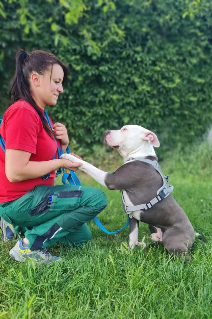 Milko, Staffordshire Bull Terrier (Tierheim Berlin Falkenberg)