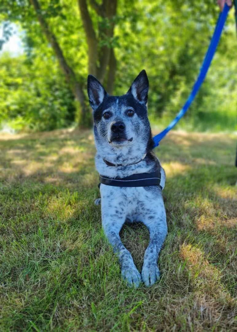 Bali, male senior mixed breed for adoption at Tierheim Berlin Falkenberg, Berlin