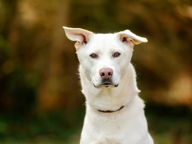 Konfetti, male 7yo Husky for adoption at Tierheim Leipzig, Leipzig