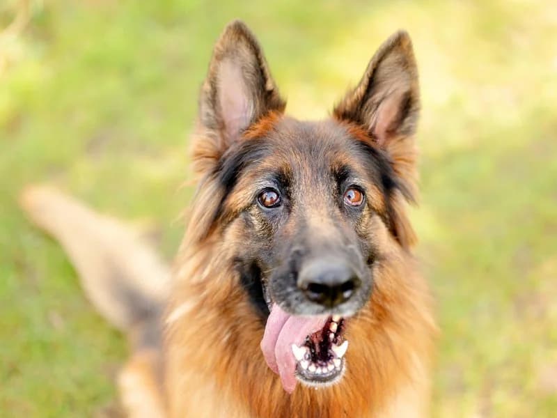 Anja, female 6yo German Shepherd for adoption at Tierheim Leipzig, Leipzig