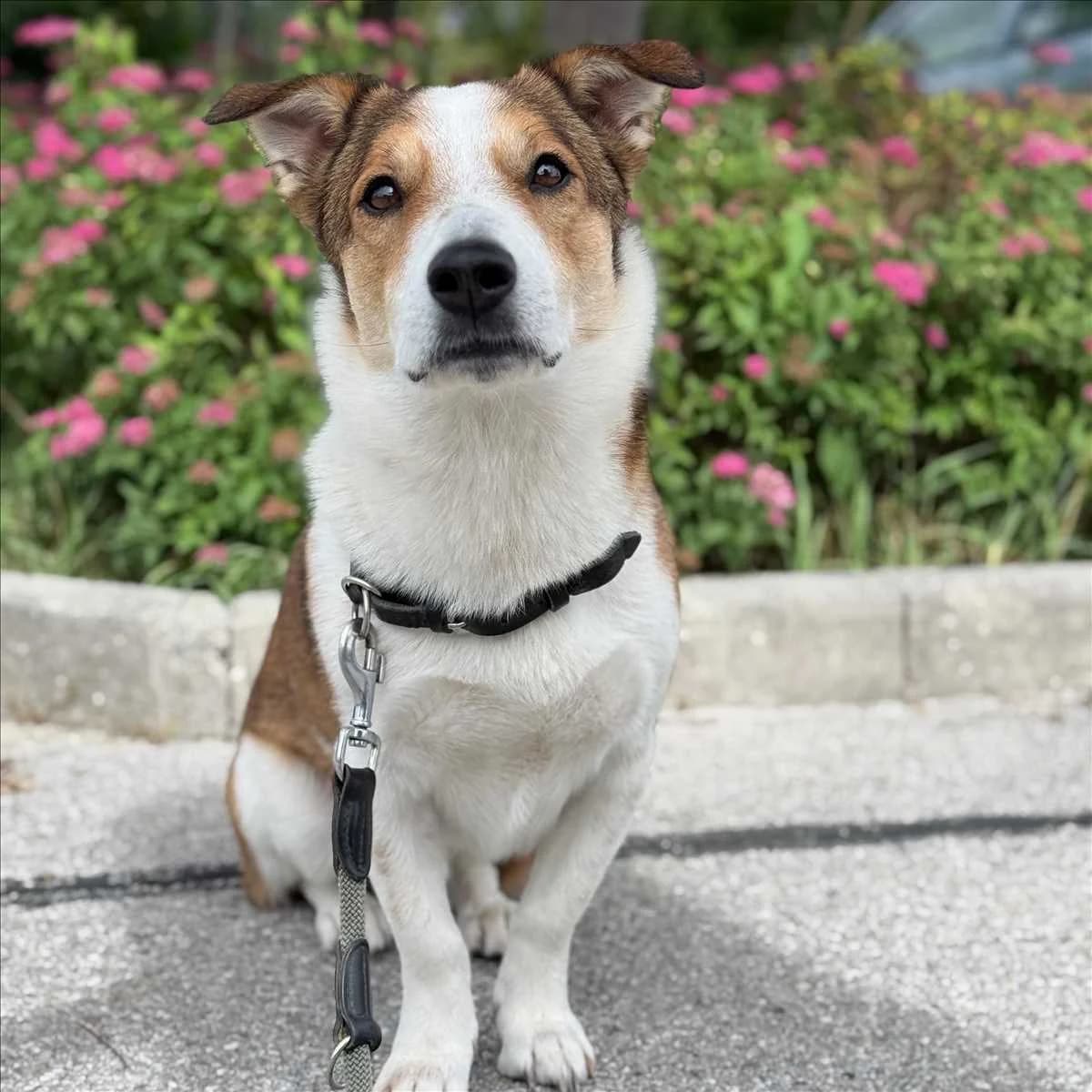OSKAR, Mixed Breed (Tierheim München)