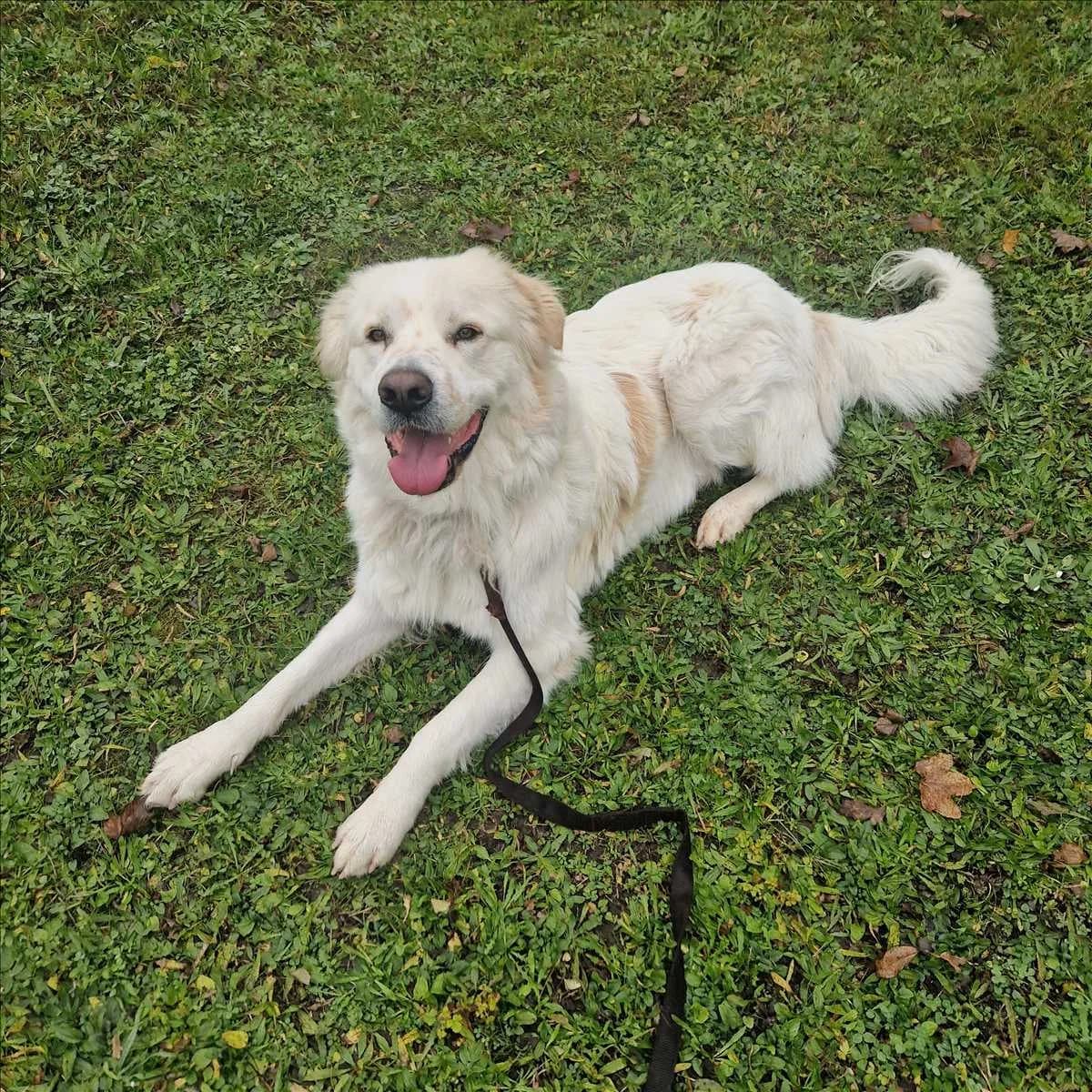 DINO, Mixed Breed (Tierheim München)