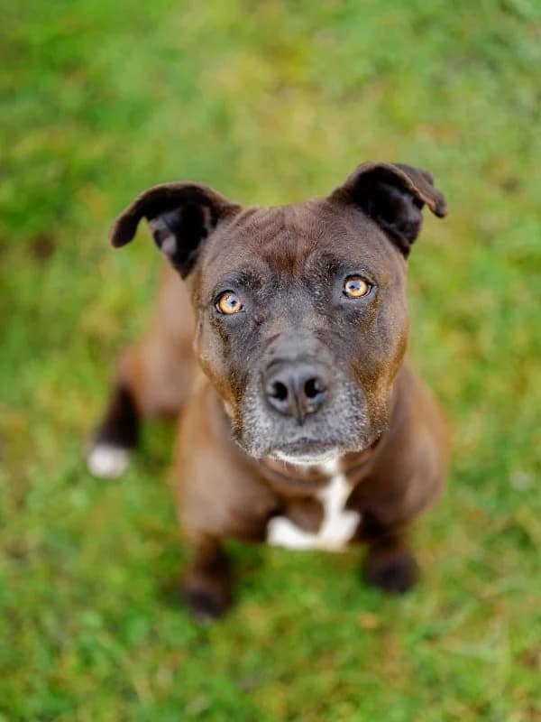 Tierheim Leipzig photo 2