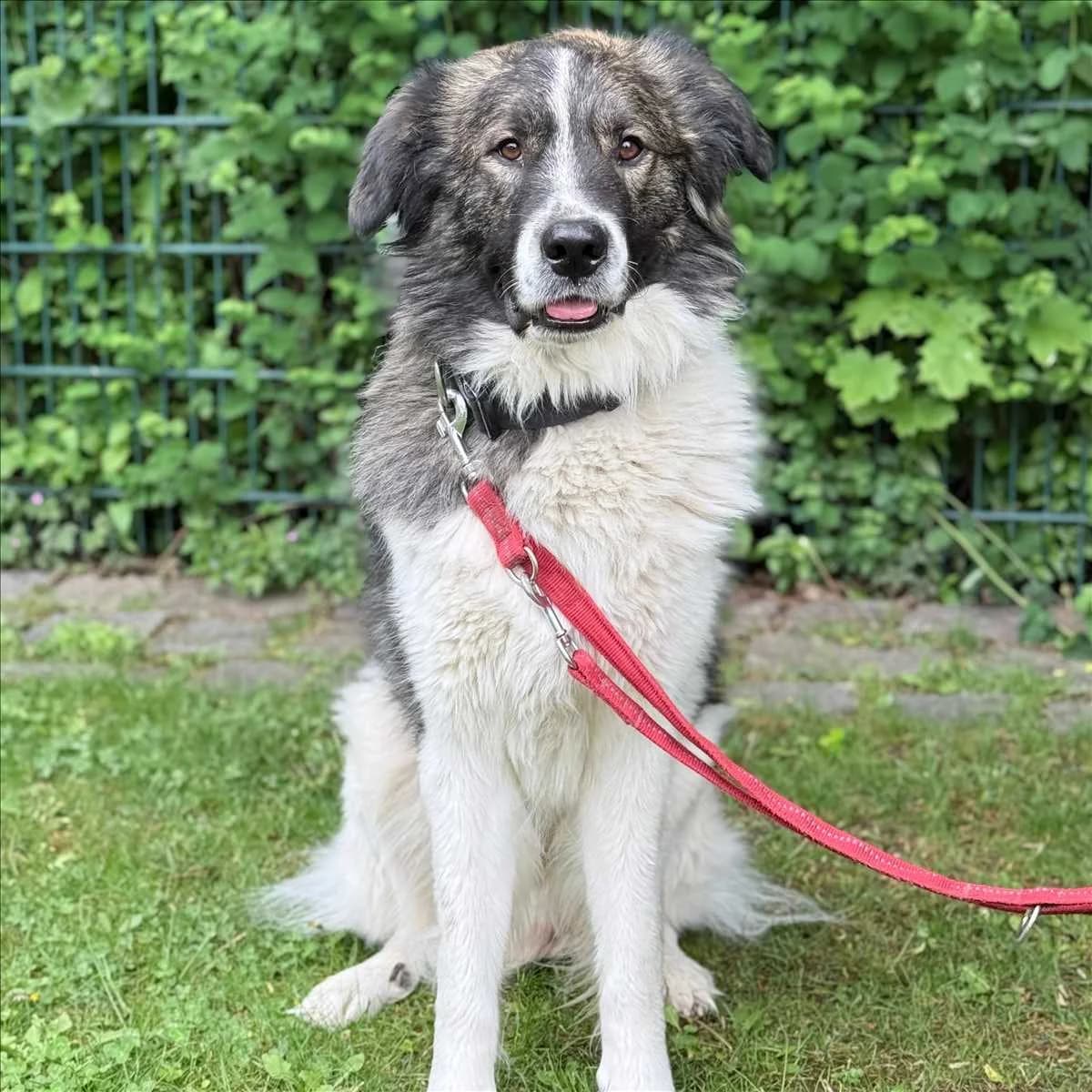 KILI, schwarz, weiß male 4yo Mixed Breed for adoption at Tierheim München, Munich