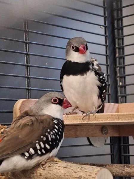Noah und Oliver, male 4yo mixed breed for adoption at Tierheim Stuttgart, Stuttgart