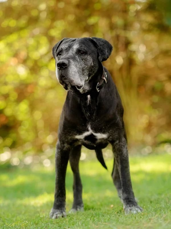 Tierheim Leipzig photo 2