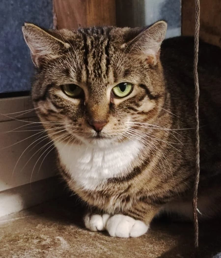 Cruella und Smiley,  6yo European Shorthair for adoption at Tierheim Osnabrück, Osnabrück