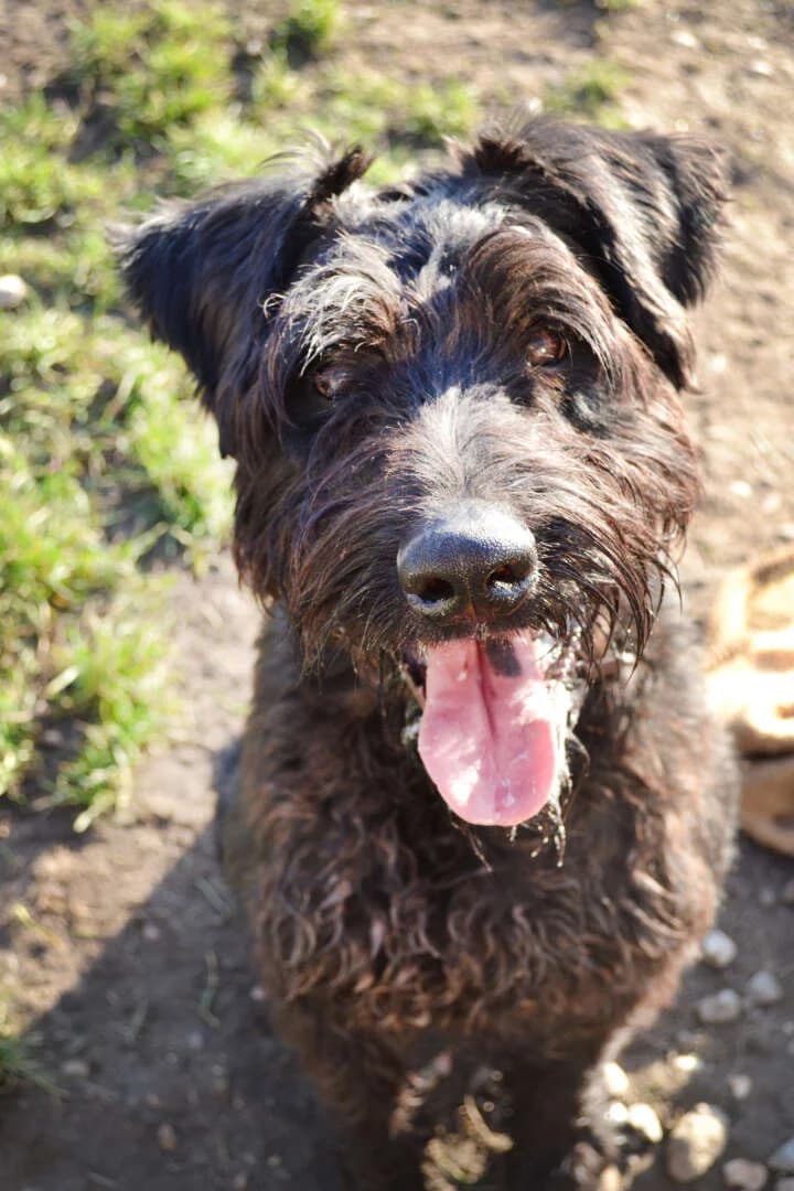 Hank, male 4yo Giant Schnauzer for adoption at Tierheim Berlin Falkenberg, Berlin