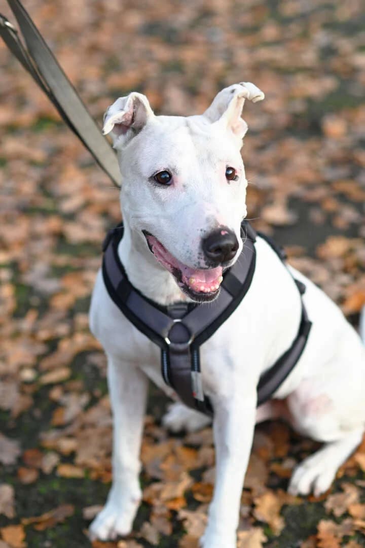 Mallow (Marshmallow), female Bull Terrier for adoption at Tierheim Berlin Falkenberg, Berlin