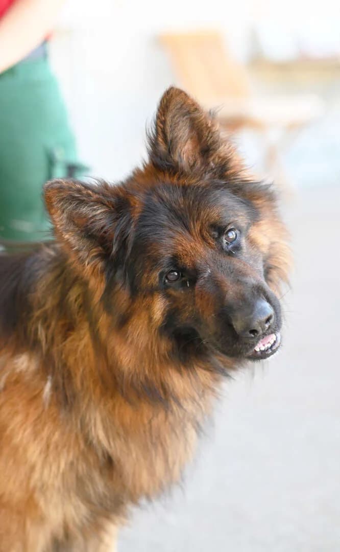Baru, male 3yo German Shepherd for adoption at Tierheim Berlin, Berlin