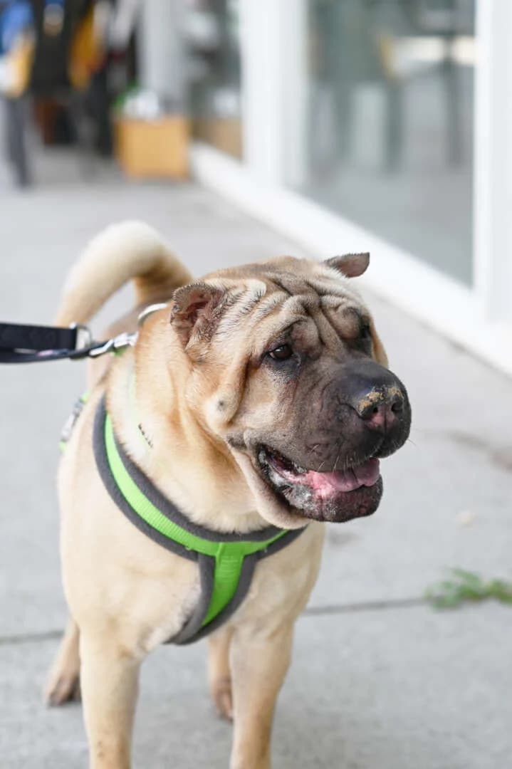 Chikko, male Shar Pei for adoption at Tierheim Berlin Falkenberg, Berlin
