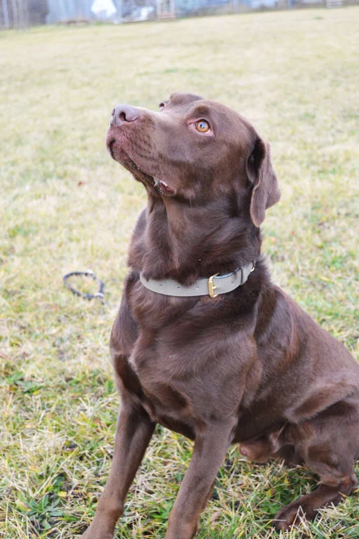 Schoko, schoko male 3yo Labrador Retriever for adoption at Tierheim Berlin Falkenberg, Berlin