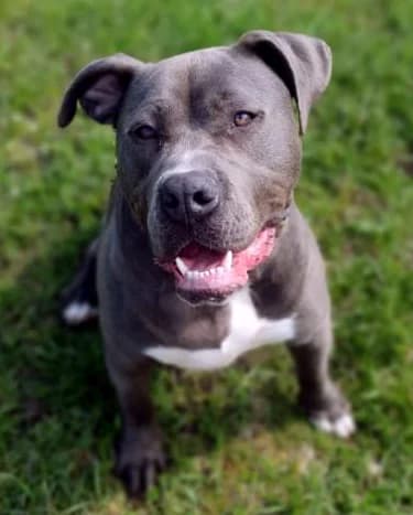 Marty, male 6yo Staffordshire Bull Terrier for adoption at Tierheim Berlin Falkenberg, Berlin