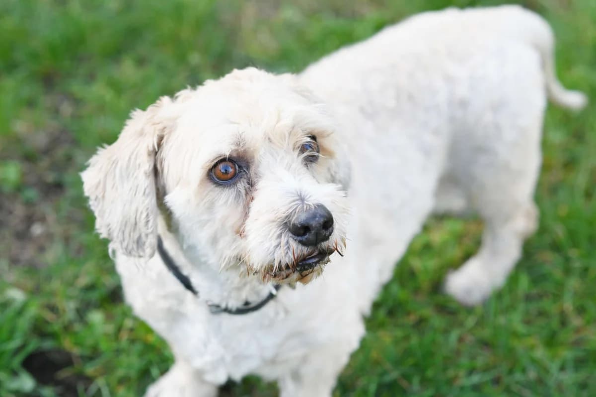 Mikesch, male senior West Highland White Terrier for adoption at Tierheim Berlin Falkenberg, Berlin