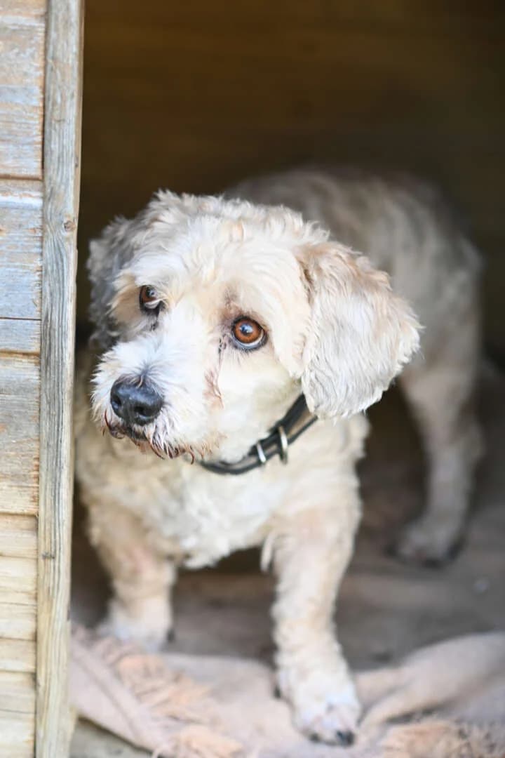 Mikesch, white male West Highland White Terrier for adoption at Tierheim Berlin Falkenberg, Berlin — photo 2 of 6