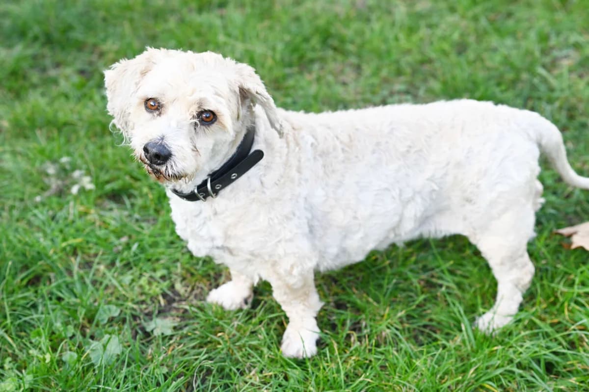 Mikesch, white male West Highland White Terrier for adoption at Tierheim Berlin Falkenberg, Berlin — photo 3 of 6