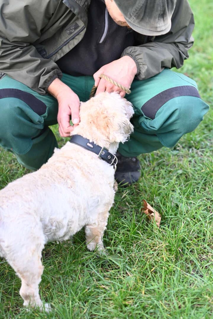 Mikesch, white male West Highland White Terrier for adoption at Tierheim Berlin Falkenberg, Berlin — photo 4 of 6