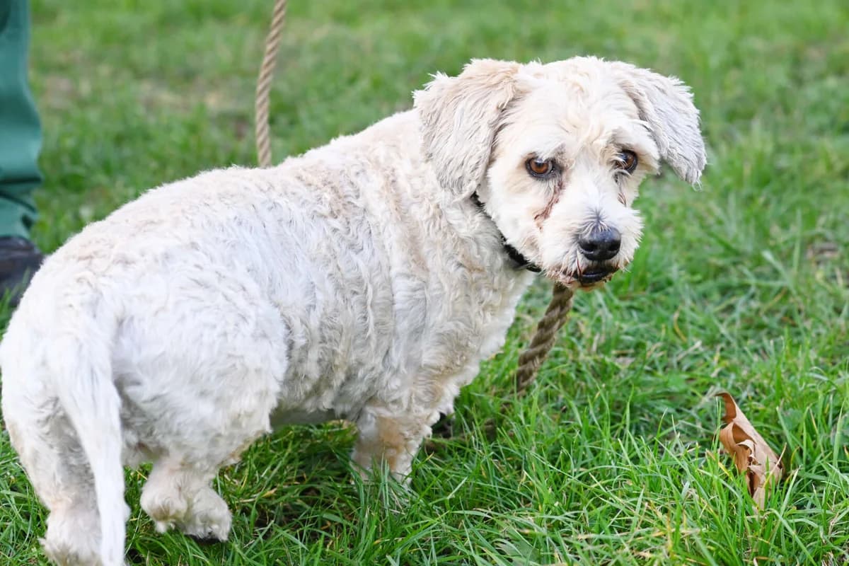 Mikesch, white male West Highland White Terrier for adoption at Tierheim Berlin Falkenberg, Berlin — photo 5 of 6