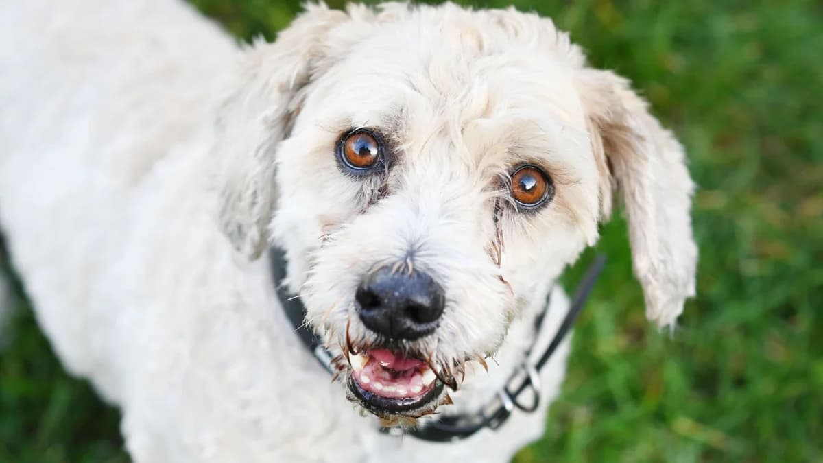 Mikesch, white male West Highland White Terrier for adoption at Tierheim Berlin Falkenberg, Berlin — photo 6 of 6