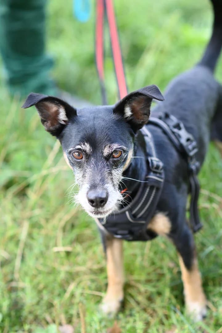 Max, male senior Chihuahua for adoption at Tierheim Berlin Falkenberg, Berlin