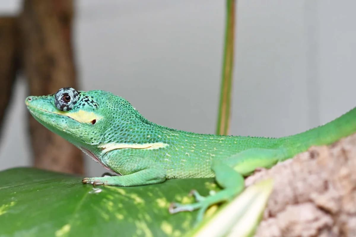Chlodhard, male mixed breed for adoption at Tierheim Berlin Falkenberg, Berlin