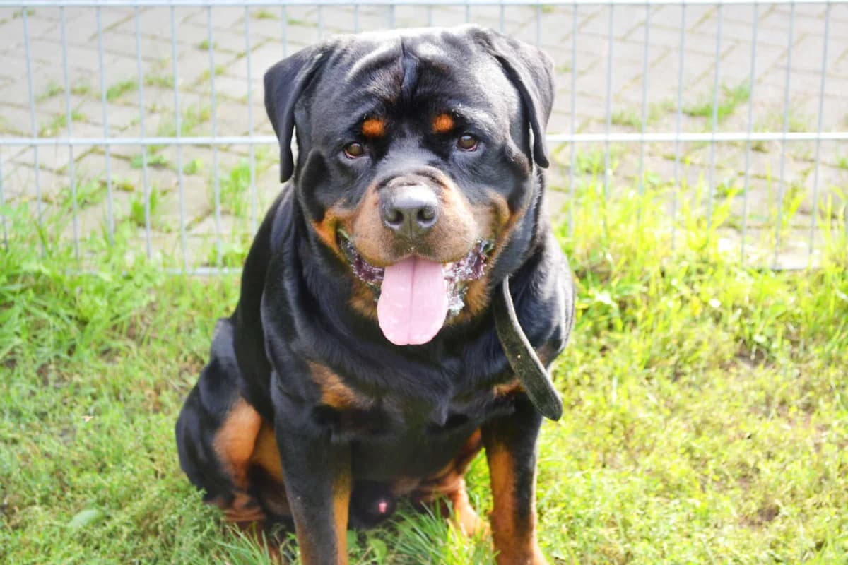 Arkor, male Rottweiler for adoption at Tierheim Berlin Falkenberg, Berlin