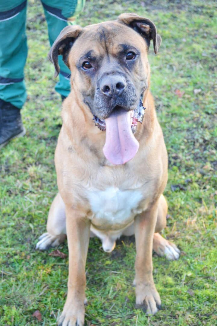 Dobby, male 4yo Bullmastiff for adoption at Tierheim Berlin, Berlin