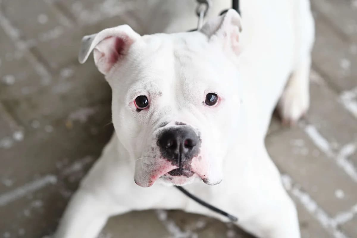 Hope, female English Bulldog for adoption at Tierheim Berlin Falkenberg, Berlin