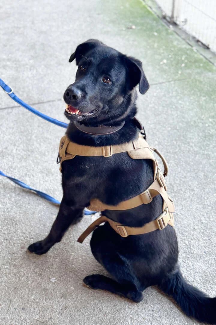 Rex, Labrador Retriever (Tierheim Berlin Falkenberg)