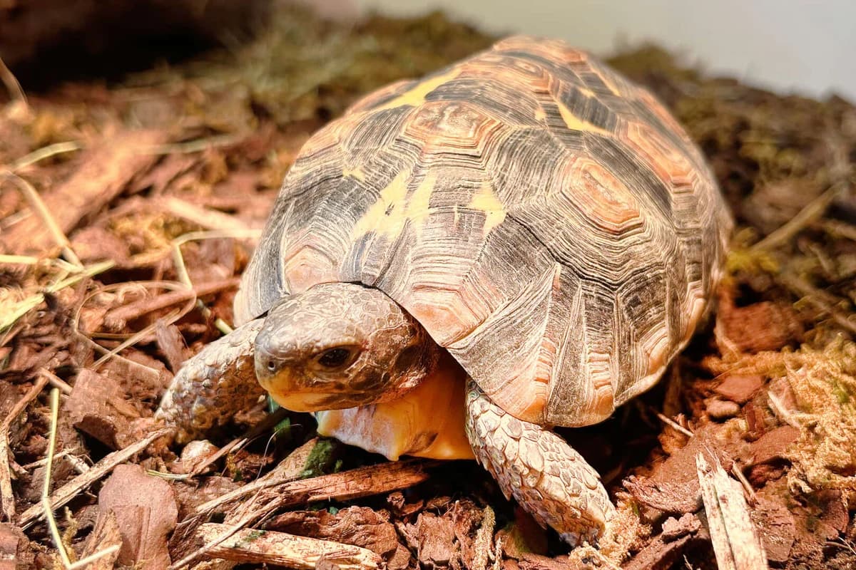 Alois Vera, female mixed breed for adoption at Tierheim Berlin Falkenberg, Berlin