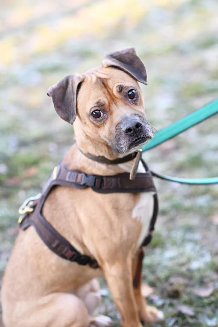 Bocky,  (Tierheim Berlin Falkenberg)