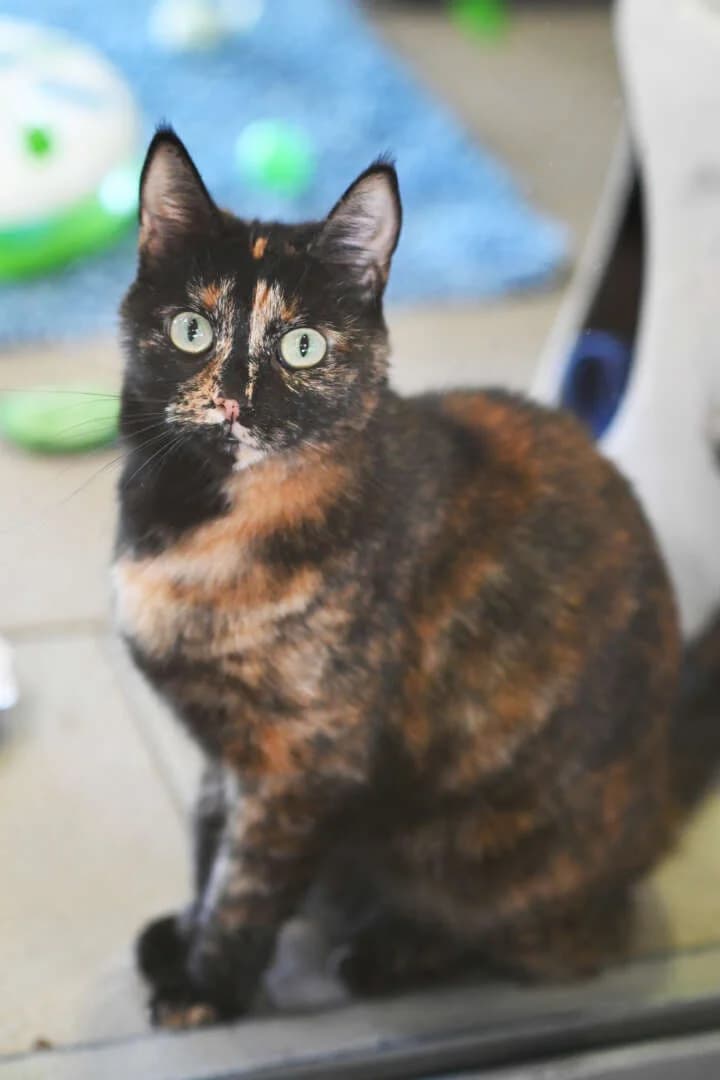Mia, female 6yo European Shorthair for adoption at Tierheim Berlin Falkenberg, Berlin