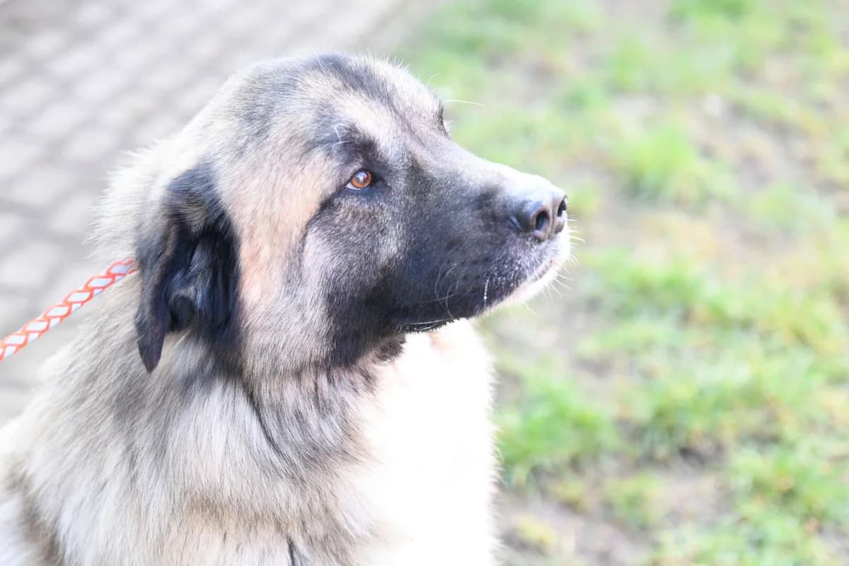 Koda, male mixed breed for adoption at Tierheim Berlin Falkenberg, Berlin
