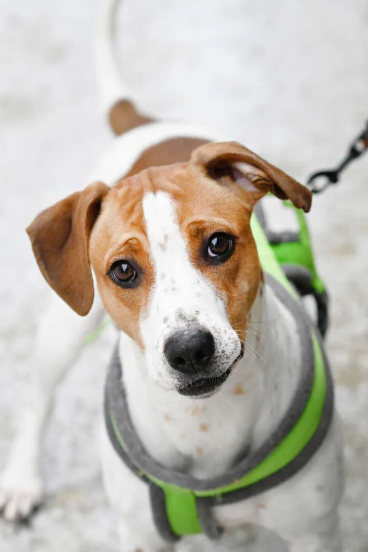 Alva, female young Beagle for adoption at Tierheim Berlin, Berlin