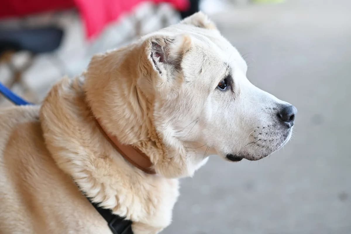 Baschka,  (Tierheim Berlin Falkenberg)