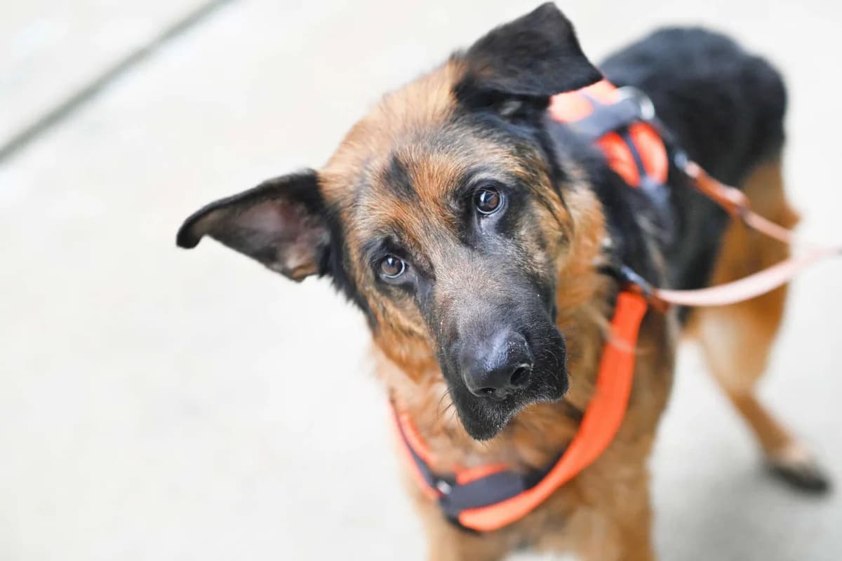 Jasper, German Shepherd (Tierheim Berlin Falkenberg)