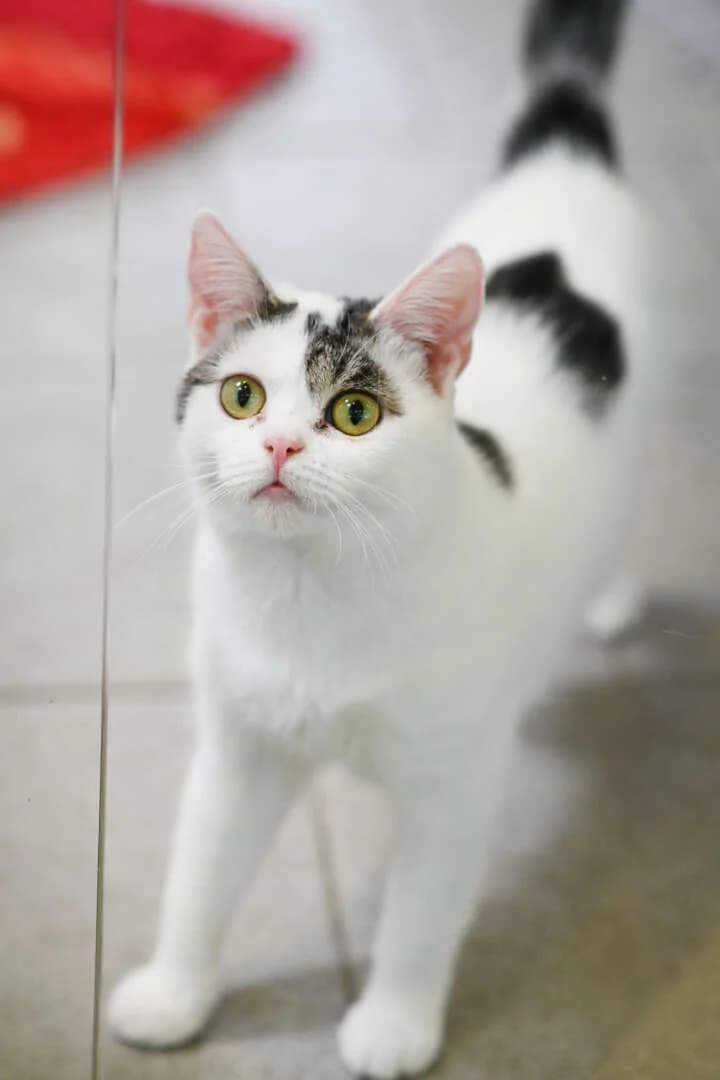 Lisi & Emmi, female 4yo European Shorthair for adoption at Tierheim Berlin, Berlin